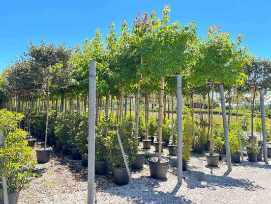 What are Pleached Trees?