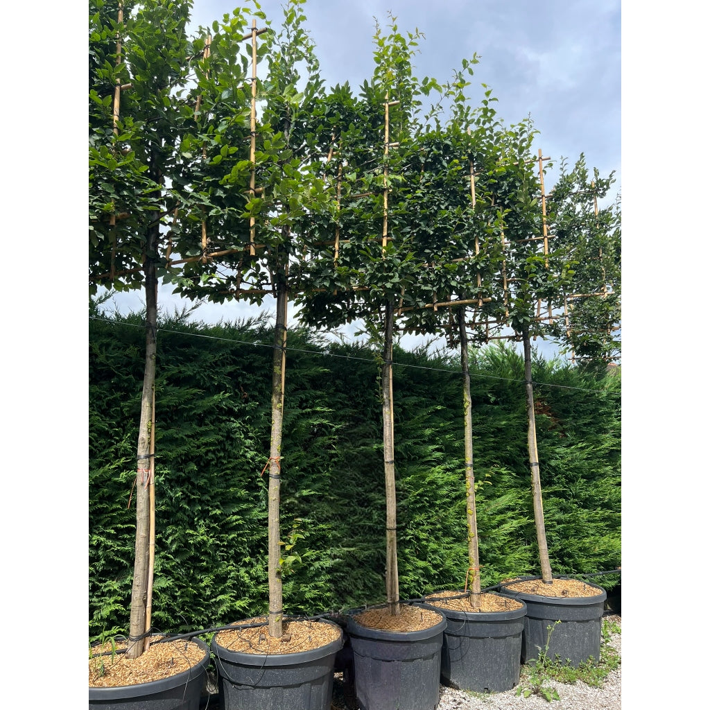 Pleached Hornbeam Tree 'Carpinus Betulus' - 1.8m Clear Stem - 1.2x1.2m Pleached Frame-Twilight Gardens