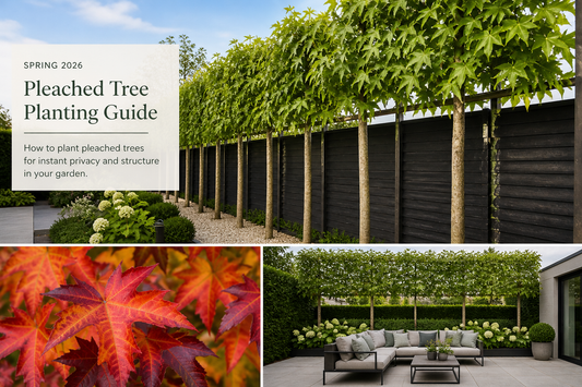 Spring 2026 Pleached Tree Planting Guide