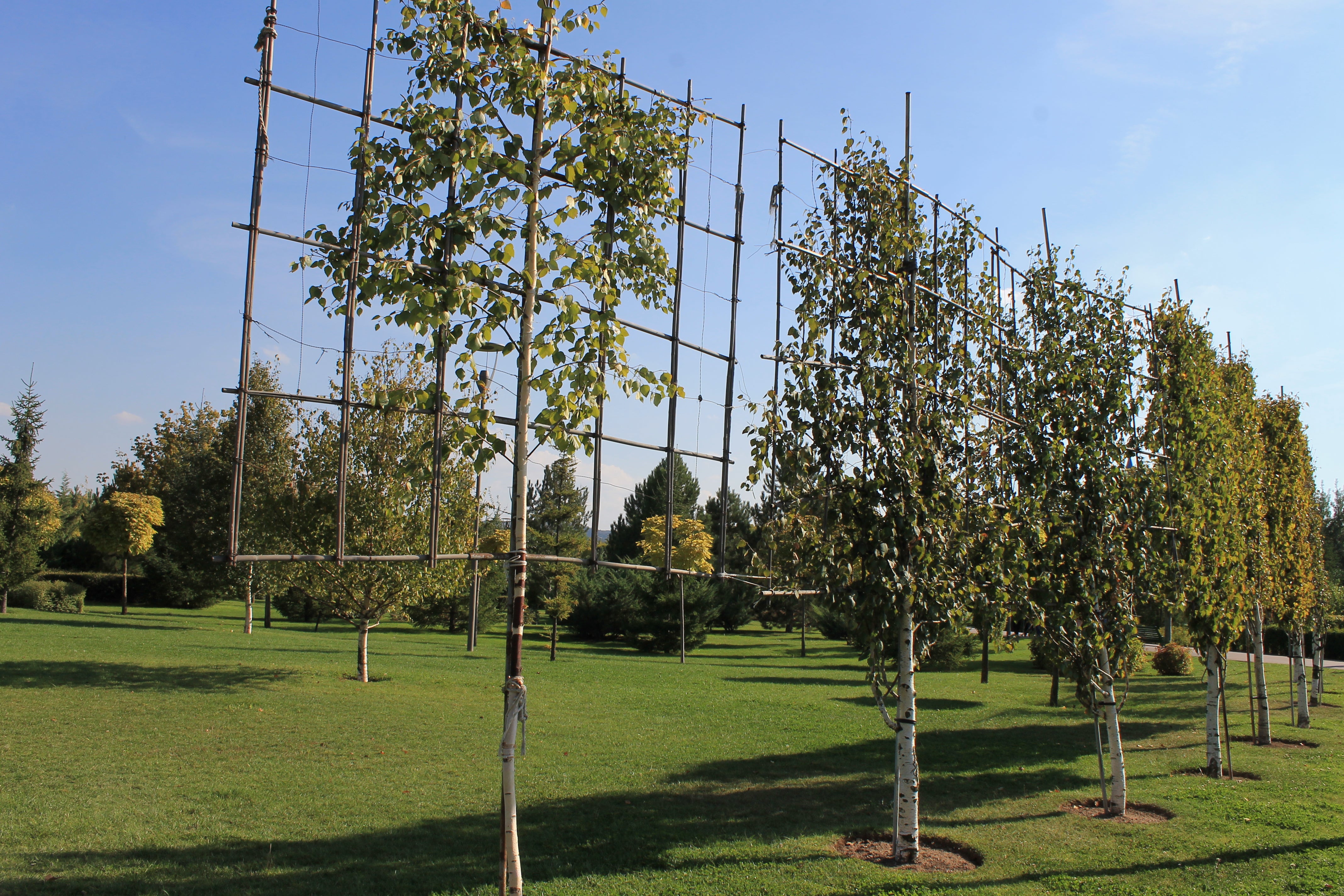 The Beauty And Benefits Of Pleached Trees Enhancing Your Garden With the-beauty-and-benefits-of-pleached-trees-enhancing-your-garden-with