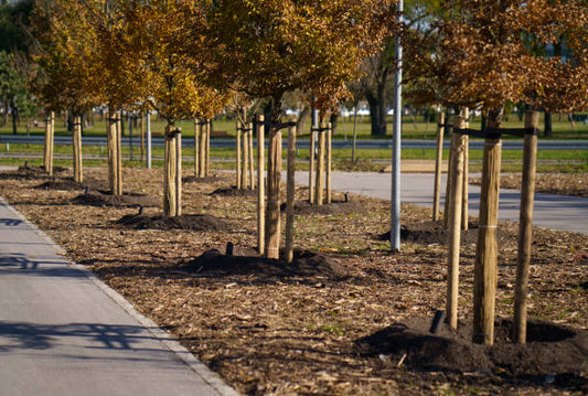Do I Need Planning Permission for Pleached Trees?