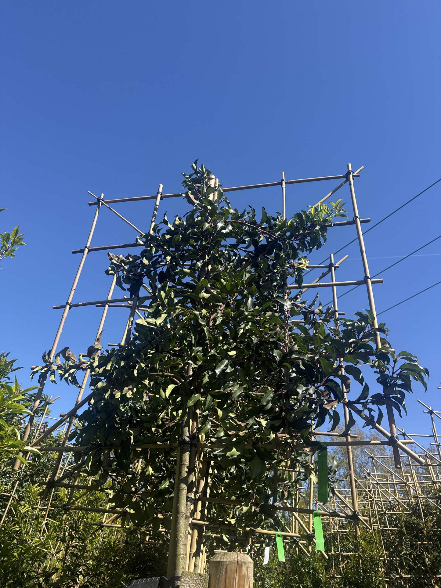 Pleached Portuguese Laurel ‘Prunus Lusitanica Augustifolia’ Tree, 1.8m Clear Stem, 1.2m² Pleached Frame-Twilight Gardens
