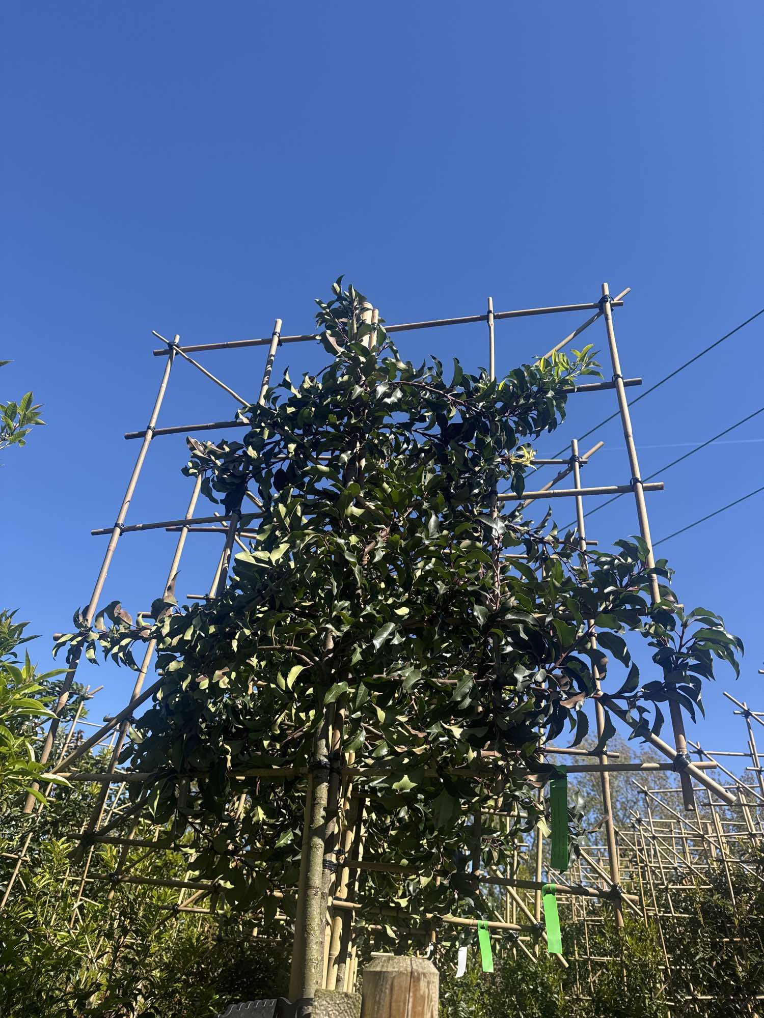 Pleached Portuguese Laurel ‘Prunus Lusitanica Augustifolia’ Tree, 1.8m Clear Stem, 1.2m² Pleached Frame-Twilight Gardens