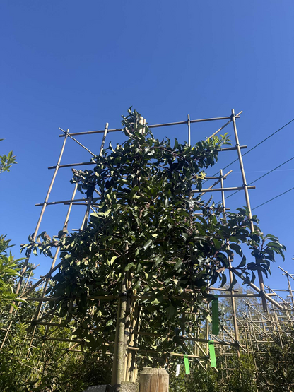 Pleached Portuguese Laurel ‘Prunus Lusitanica Augustifolia’ Tree, 1.8m Clear Stem, 1.2m² Pleached Frame-Twilight Gardens