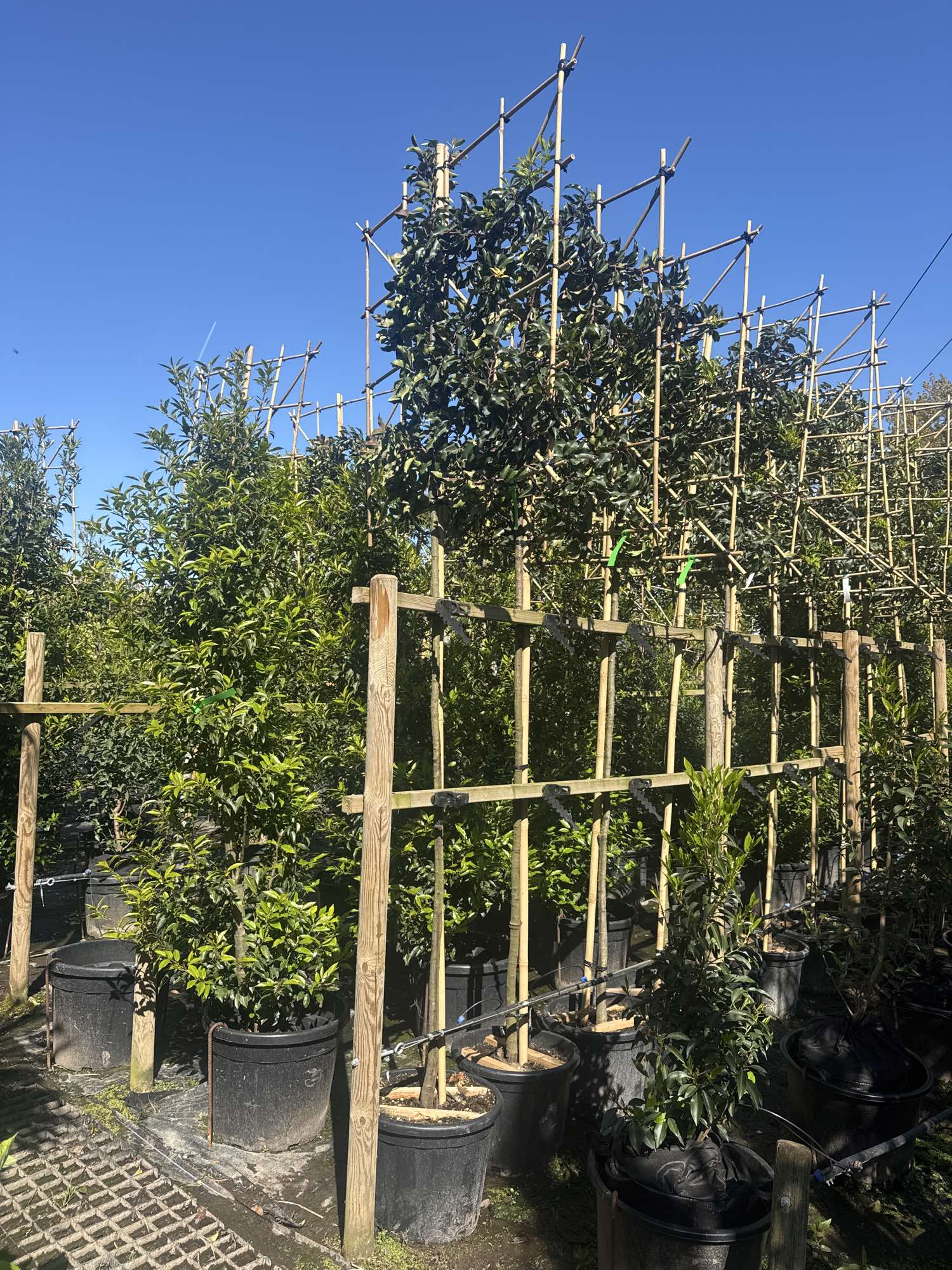 Pleached Portuguese Laurel ‘Prunus Lusitanica Augustifolia’ Tree, 1.8m Clear Stem, 1.2m² Pleached Frame-Twilight Gardens