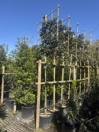 Pleached Portuguese Laurel ‘Prunus Lusitanica Augustifolia’ Tree, 1.8m Clear Stem, 1.2m² Pleached Frame-Twilight Gardens