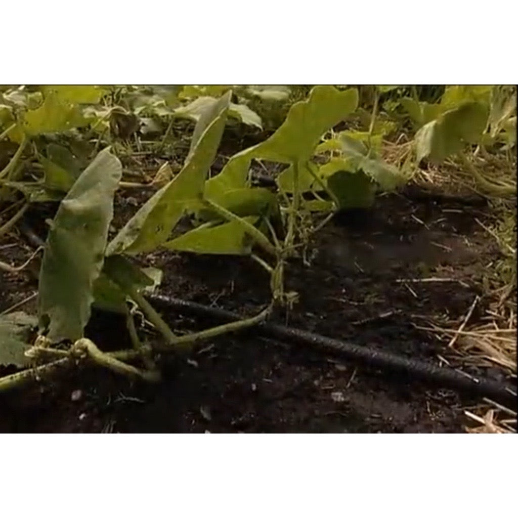 Eco-Friendly Soaker Hoses | Twilight Gardens-Twilight Gardens