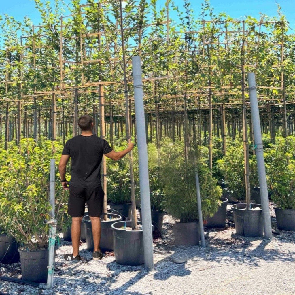 Tree Stim What are Pleached Trees? – Twilight Gardens