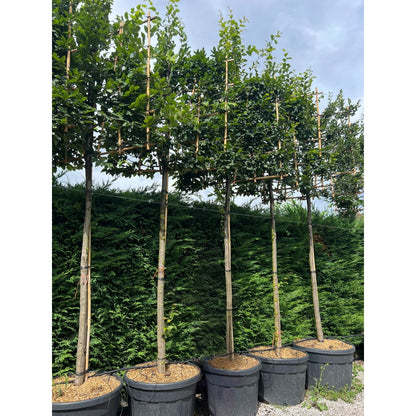 Pleached Hornbeam Tree 'Carpinus Betulus' - 1.8m Clear Stem - 1.2x1.2m Pleached Frame-Twilight Gardens