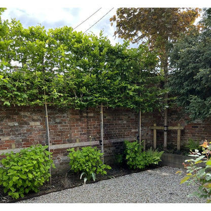 Pleached Hornbeam Tree 'Carpinus Betulus' - 1.8m Clear Stem - 1.2x1.2m Pleached Frame-Twilight Gardens