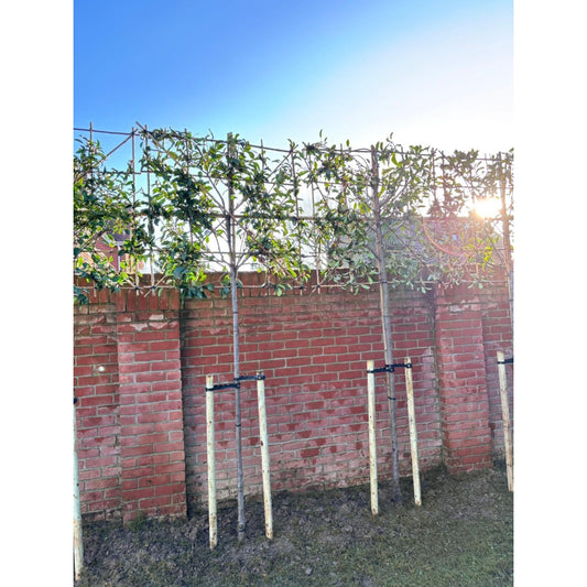 Tree Planting Stakes & Ties Kit | Twilight Gardens-Twilight Gardens